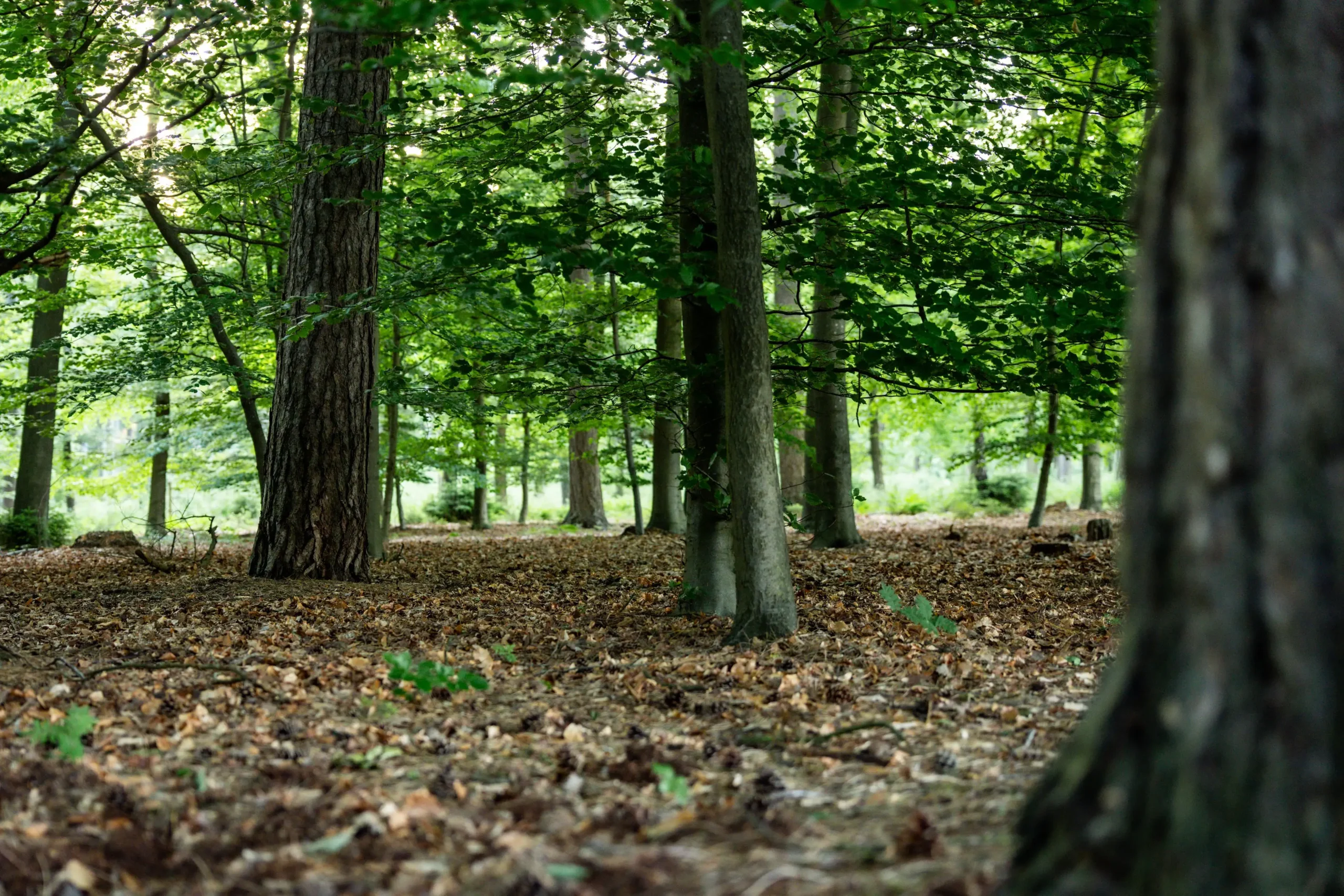 Wald mit hohen Bäumen, grünem Blätterdach und einem mit trockenem Laub bedeckten Waldboden.